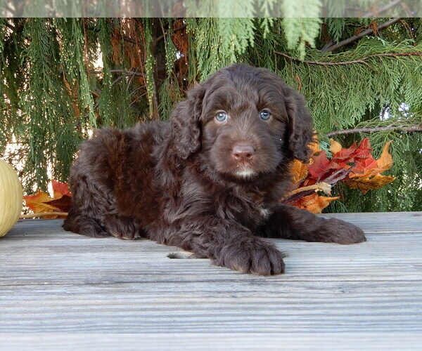Medium Photo #6 Labradoodle Puppy For Sale in MILLERSBURG, OH, USA