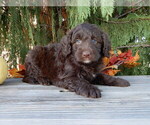 Small #5 Labradoodle
