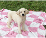 Robin - Female Labrador Retriever Puppy for Sale - Photo #2