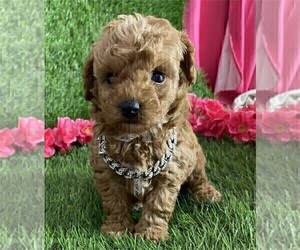 Poodle (Toy) Puppy for sale in ANNANDALE, VA, USA