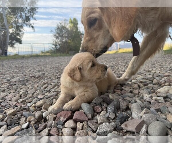 Medium Photo #5 Golden Retriever Puppy For Sale in DE BEQUE, CO, USA