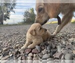 Small #4 Golden Retriever