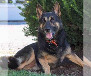 Father of the German Shepherd Dog puppies born on 02/28/2026