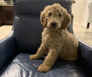 Goldendoodle Puppy for sale in BRANDON, FL, USA