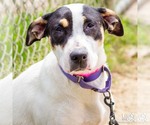 Small #2 Coonhound-Jack Russell Terrier Mix