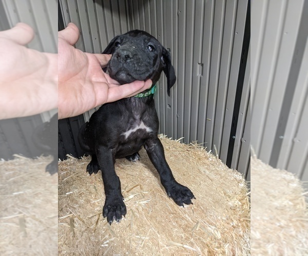Medium Photo #7 Great Dane Puppy For Sale in PORT ORCHARD, WA, USA