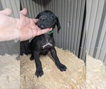 Small Photo #7 Great Dane Puppy For Sale in PORT ORCHARD, WA, USA