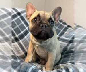 French Bulldog Puppy for sale in REDMOND, WA, USA