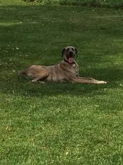 Great Dane Puppy for sale in LAUREL, MD, USA