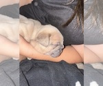 Small #9 French Bulldog