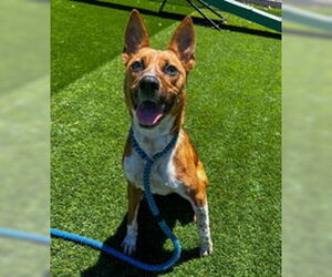 Mutt Dogs for adoption in Salinas, CA, USA