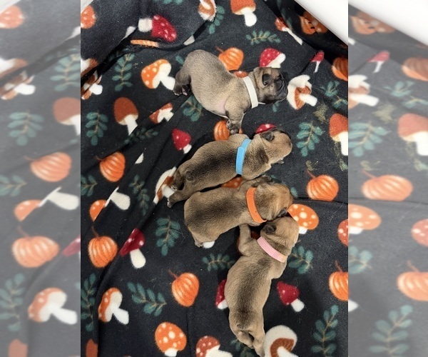 Medium Photo #1 French Bulldog Puppy For Sale in BOYD, TX, USA
