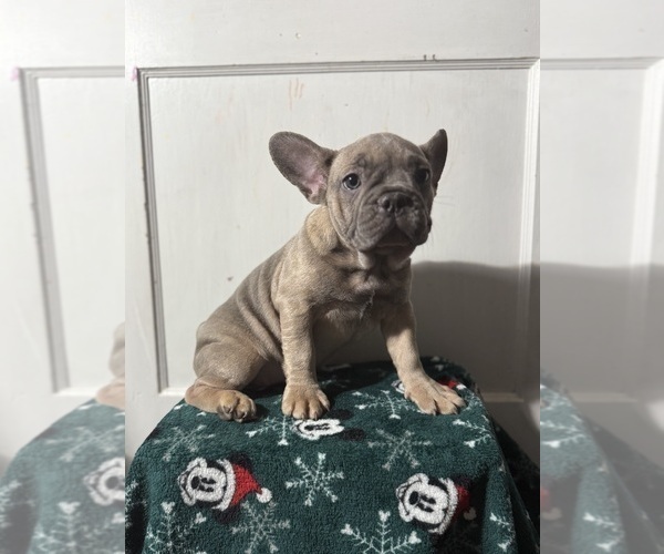 Medium Photo #25 French Bulldog Puppy For Sale in RIVERSIDE, NJ, USA
