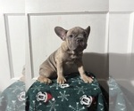 Small Photo #25 French Bulldog Puppy For Sale in RIVERSIDE, NJ, USA