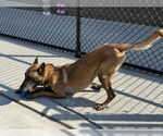 Small #3 Mutt
