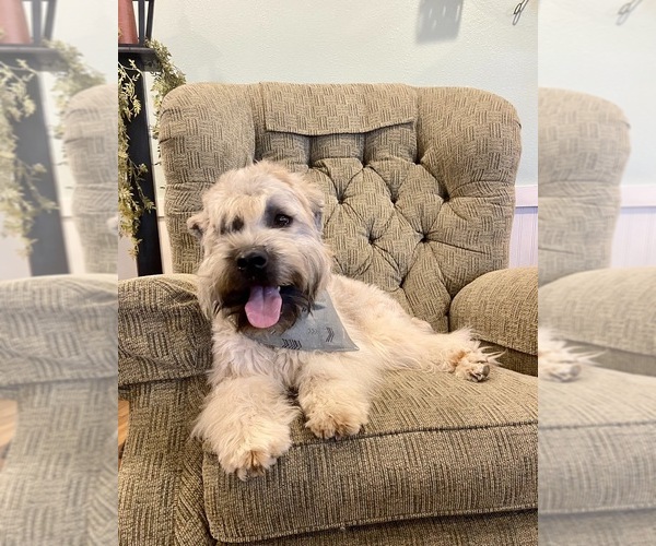 Medium Photo #1 Soft Coated Wheaten Terrier Puppy For Sale in LEWISBURG, PA, USA
