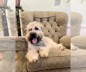 Father of the Soft Coated Wheaten Terrier puppies born on 05/01/2026