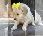 Small Photo #73 Golden Retriever Puppy For Sale in SACRAMENTO, CA, USA