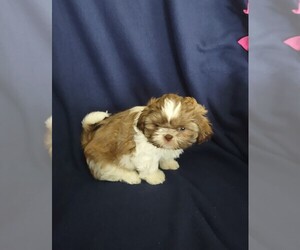 Shih Tzu Puppy for sale in PERRONVILLE, MI, USA