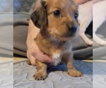 Puppy Female 3 Coco Dachshund