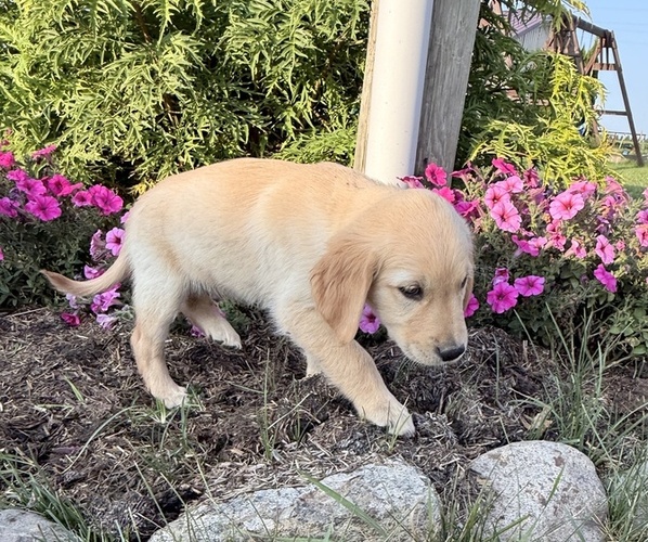 Medium Photo #3 Golden Retriever Puppy For Sale in DORCHESTER, WI, USA