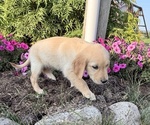 Small #2 Golden Retriever