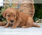 Puppy Duke Golden Retriever