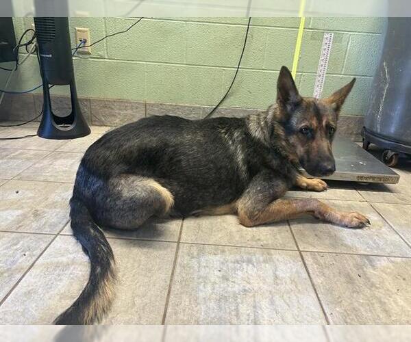 Medium Photo #1 German Shepherd Dog-Unknown Mix Puppy For Sale in Grand Prairie, TX, USA