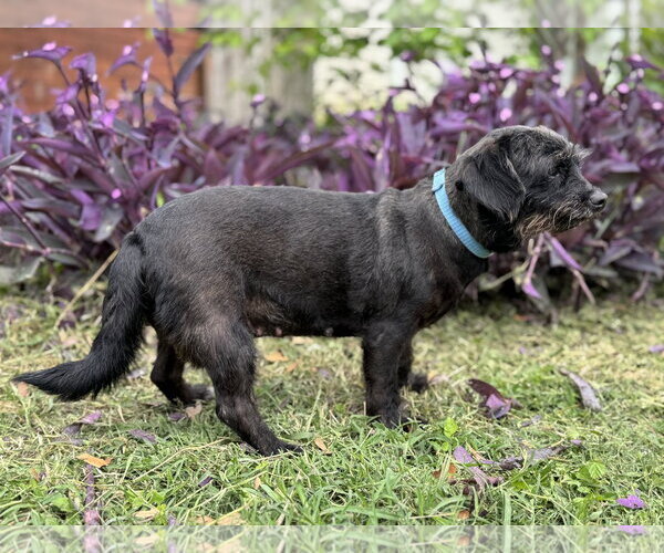 Medium Photo #4 Dachshund-Unknown Mix Puppy For Sale in PIPE CREEK, TX, USA