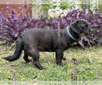 Small #3 Dachshund Mix
