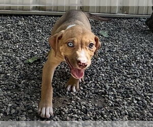 Black Mouth Cur-Bulldog Mix Dogs for adoption in Ames, IA, USA
