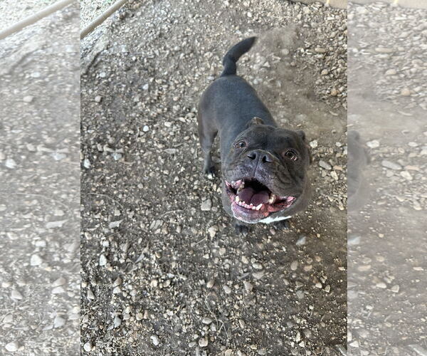 Medium Photo #6 Free-Lance Bulldog Puppy For Sale in Jackson, MS, USA