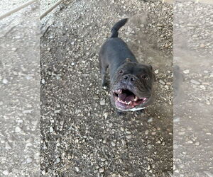 Flo - Female Free-Lance Bulldog Dog for Adoption - Photo #6