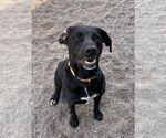 Small #10 Labrador Retriever Mix