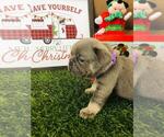 Small Photo #5 French Bulldog Puppy For Sale in POMPANO BEACH, FL, USA