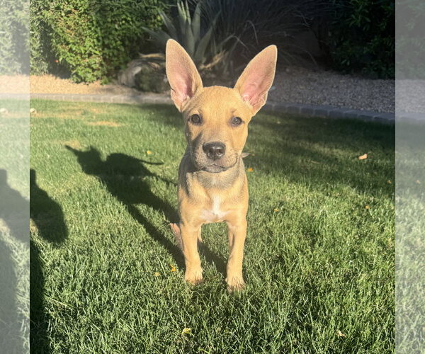 Medium Photo #1 Basenji-Labrador Retriever Mix Puppy For Sale in Phoenix, AZ, USA