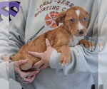 Small #1 Catahoula Leopard Dog-Labrador Retriever Mix