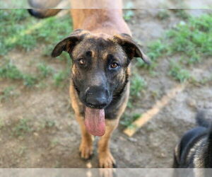 German Shepherd Dog Dogs for adoption in Riverside, CA, USA