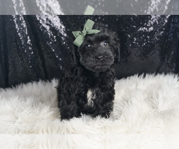 Medium Photo #3 YorkiePoo Puppy For Sale in WARSAW, IN, USA