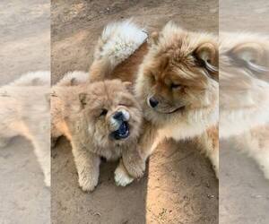 Chow Chow Puppy for sale in E SOMERVILLE, MA, USA