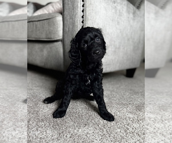 Medium Photo #2 Goldendoodle Puppy For Sale in ARLINGTON, TX, USA