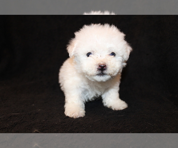 Medium Photo #8 Bichon Frise Puppy For Sale in BLOOMINGTON, IN, USA