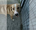 Small #1 Mutt