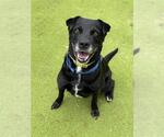 ATHENA - Female Labrador Retriever Dog for Adoption - Small photo