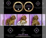 Small #3 Cavapoo (Miniature)