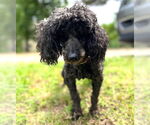 Small #3 Poodle (Miniature)