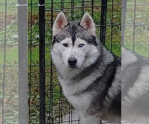 Father of the Siberian Husky puppies born on 03/26/2025