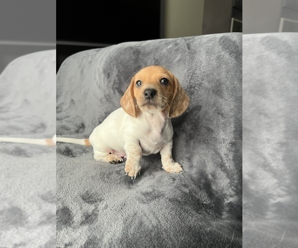 Medium Photo #1 Dachshund Puppy For Sale in SCHAUMBURG, IL, USA