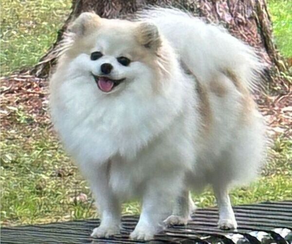 Medium Photo #1 Pomeranian Puppy For Sale in LOGANVILLE, GA, USA