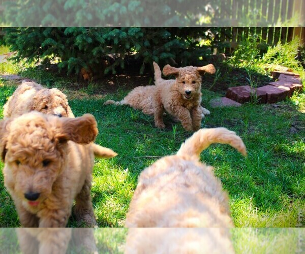 Medium Photo #28 Goldendoodle Puppy For Sale in COLORADO SPRINGS, CO, USA